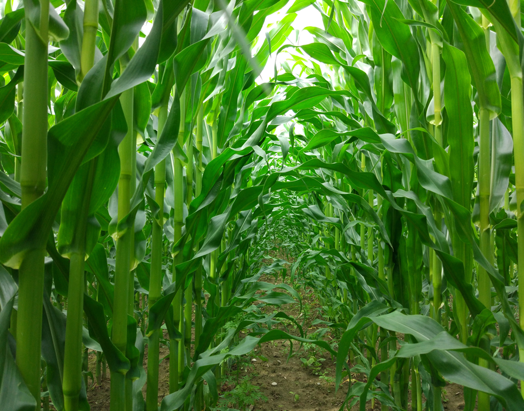 Analisis Foliar